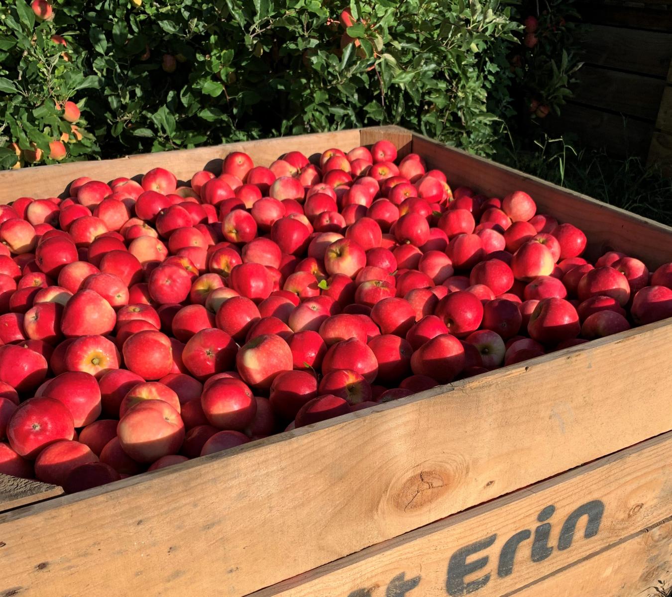 Mt Erin New Zealand Apples NZ Beauty