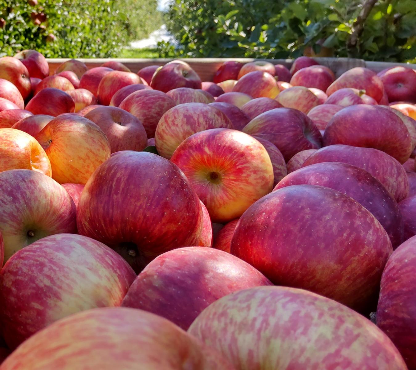 Mt Erin New Zealand Apples - Wholesale Fuji