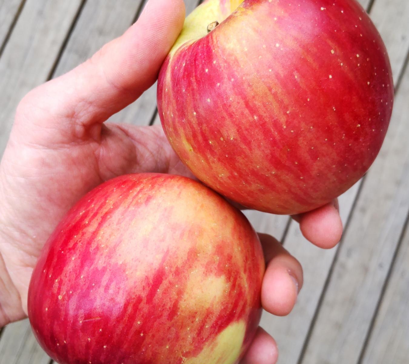 Mt Erin New Zealand Apples - Wholesale Fuji