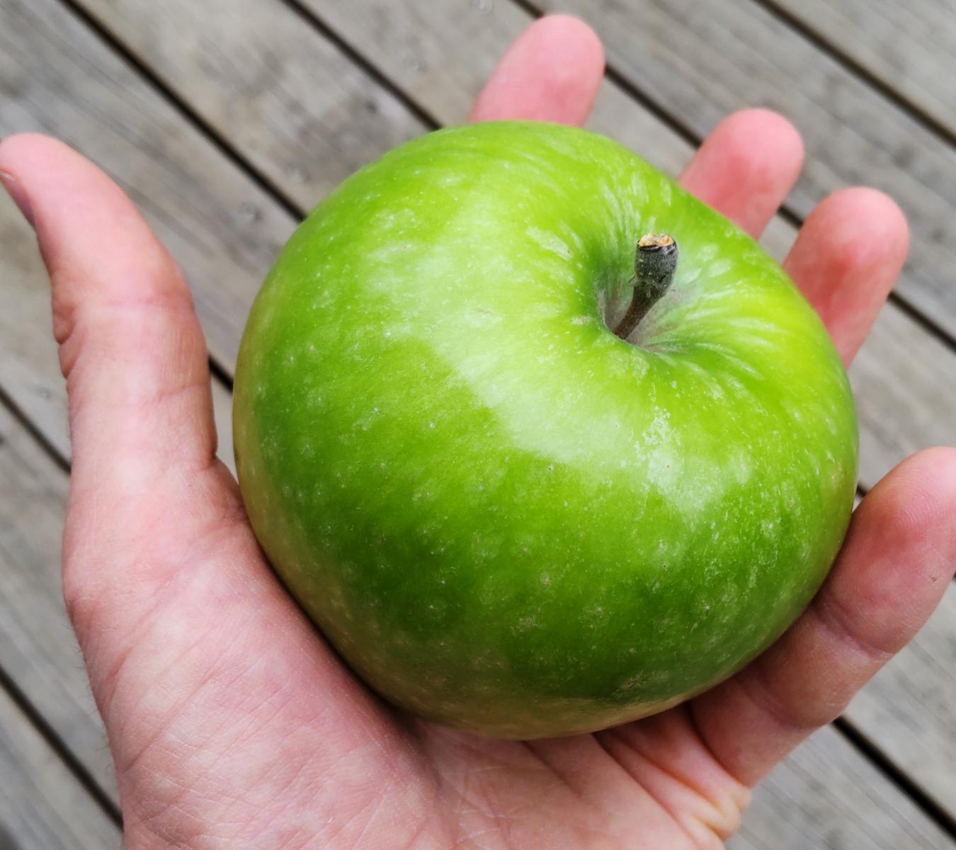 Mt Erin New Zealand Apples - Wholesale Granny Smith 3