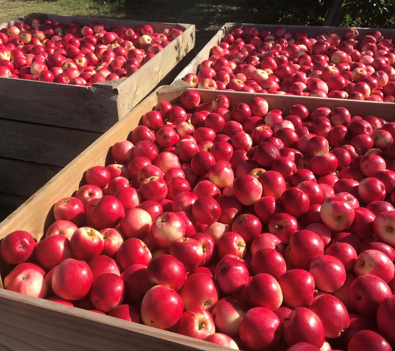 Mt Erin New Zealand Apples NZ Beauty