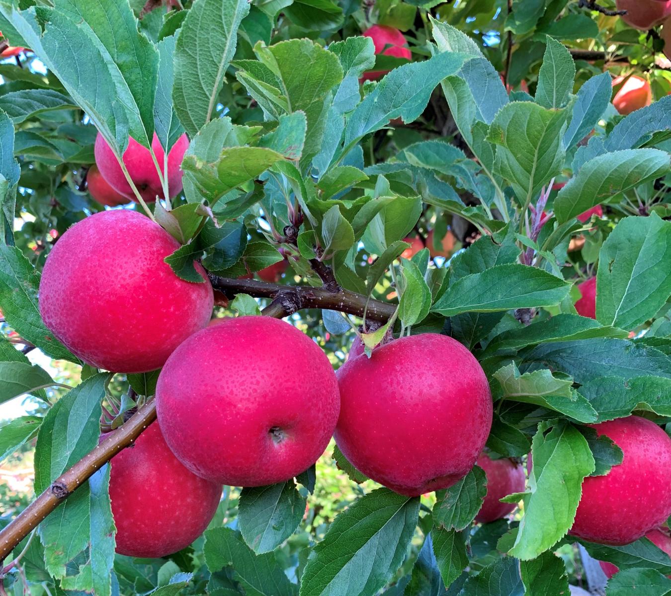 Mt Erin New Zealand Apples NZ Beauty