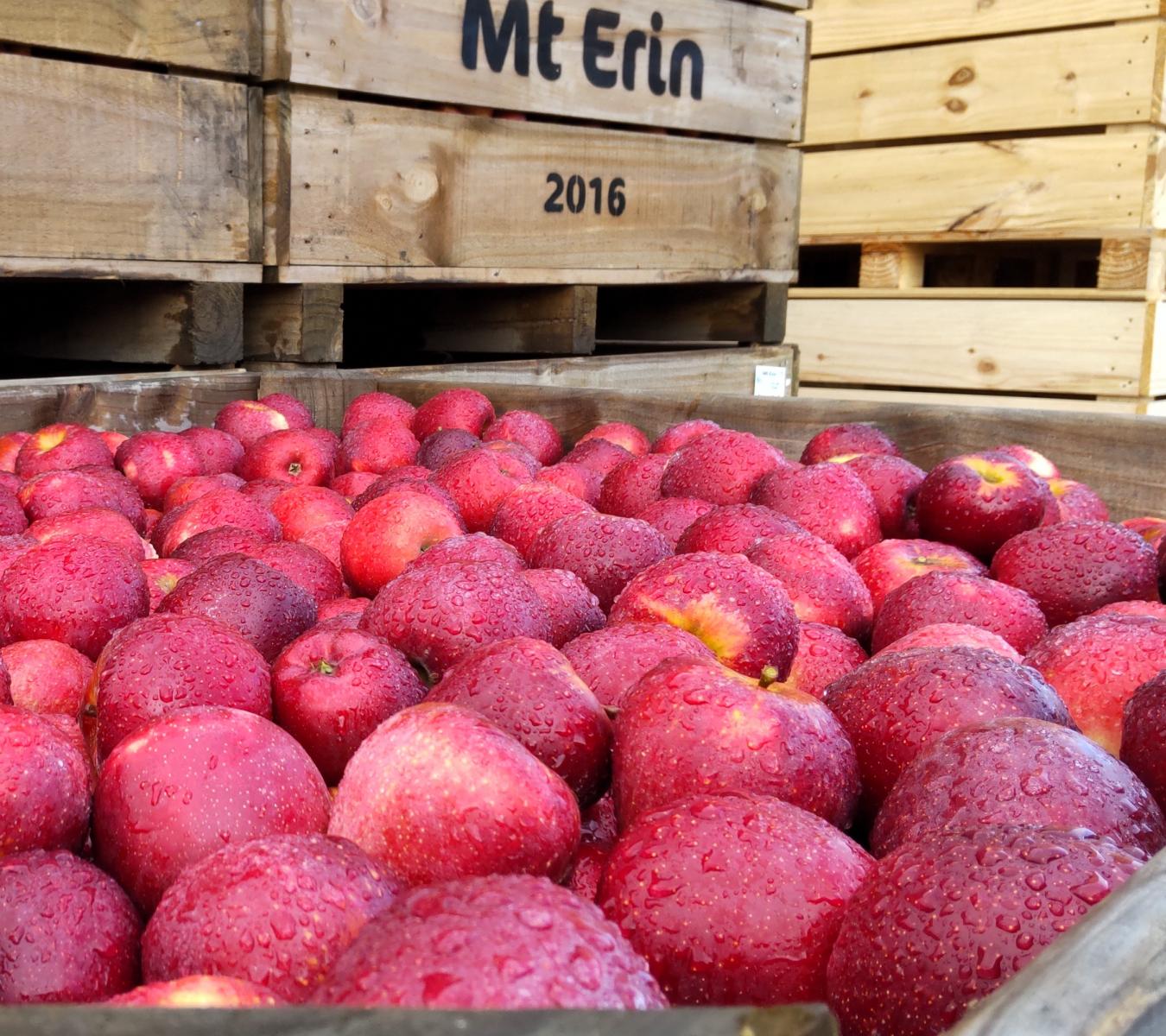 Mt Erin New Zealand Apples - Wholesale NZ Queen